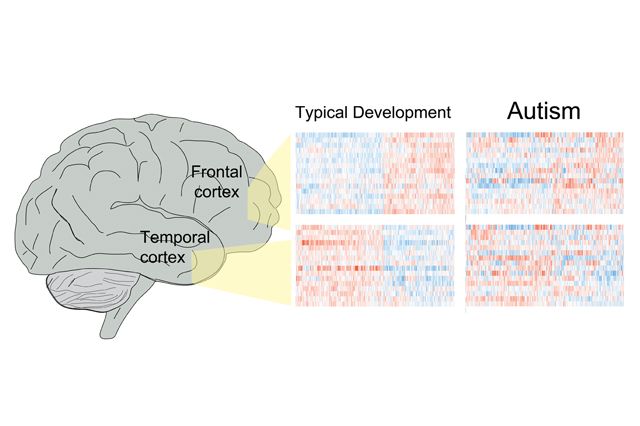 Autism: Understanding the Disorder